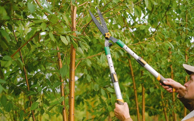Tree trimming in Arden, NY