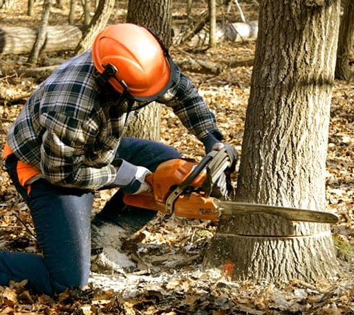 Tree Removal in Arden, NY